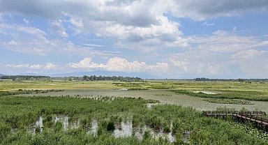 Su bitkileri ile doğal arıtma