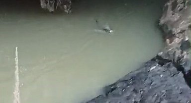 Su samuru balık avlarken görüntülendi