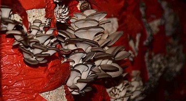 Sultanhisar'da mantar yetiştiriciliği kursu açılıyor