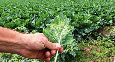 Tarımsal üretimde Samsun başı çekiyor