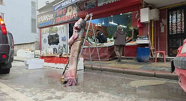 Taşkın dev balığı kıyıya attı: 102 kilo, 2.40 metre