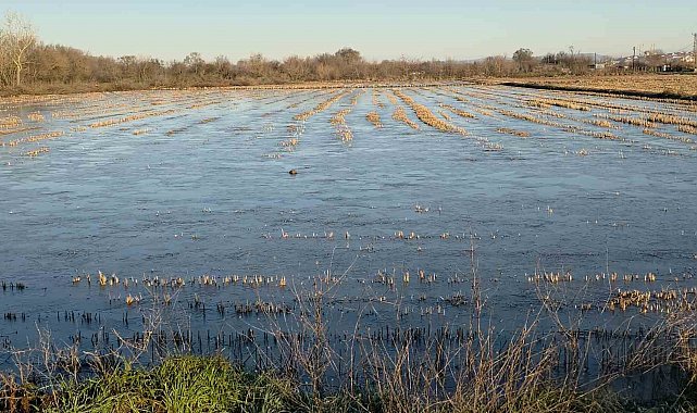 Taşkın sularının kapladığı tarım arazileri buz tuttu