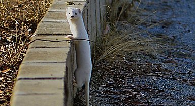 Tatvan sahilinde "Beyaz Gelincik" görüntülendi