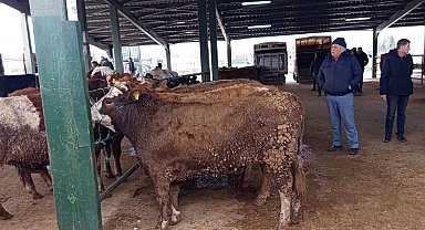 Tavşanlı hayvan pazasında Kurban Bayramı öncesi hareketlilik erken başladı
