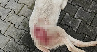 Tavuk kovaladı diye tüfekle vurulan köpek öldü