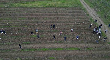 Tekirdağ'da bağ budama yarışması