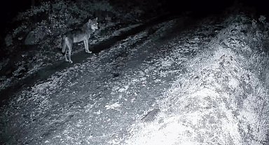 Tekirdağ'da ormanda kurt ve iki karaca görüntülendi