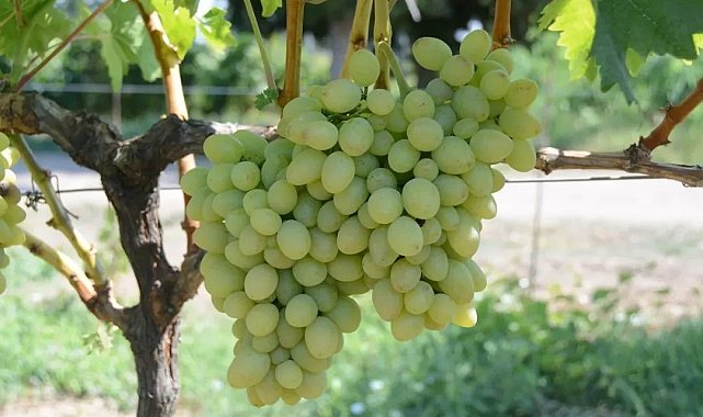 Tekirdağ'da "Günışığı" üzümü tescillendi