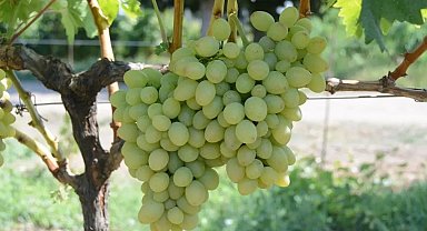 Tekirdağ'da "Günışığı" üzümü tescillendi