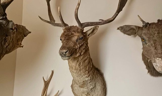 Tekirdağ'da yaban hayvanlarına ait 40 adet tahnit ve trofe ele geçirildi