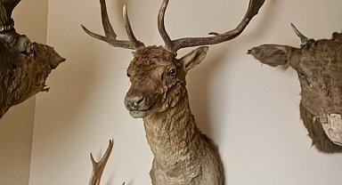 Tekirdağ'da yaban hayvanlarına ait 40 adet tahnit ve trofe ele geçirildi