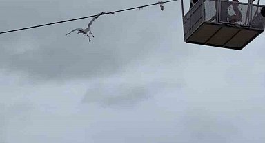 Tellerde mahsur kalan martıyı itfaiye ekipleri kurtardı