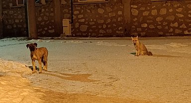 Tilki ile sokak köpeğinin dostluğu kameraya yansıdı