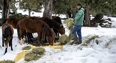 Toros Dağlarındaki yılkı atları ve yabani hayvanlar unutulmadı