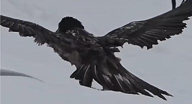 Tunceli'de karlı arazide kara akbaba görüntülendi