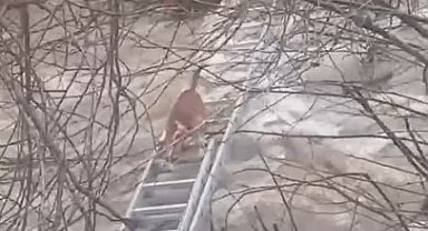 Turgutlu'da derede mahsur kalan köpek kurtarıldı