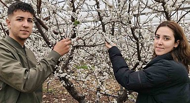 Türkiye karla kaplıyken Silifke'de erik ağaçları çiçek açtı
