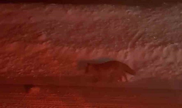 Uludağ yolunda tilki görüntülendi