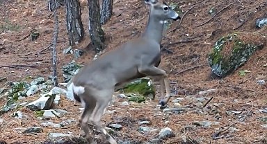 Uludağ'da fotokapana yakalanan karacanın sevimli halleri
