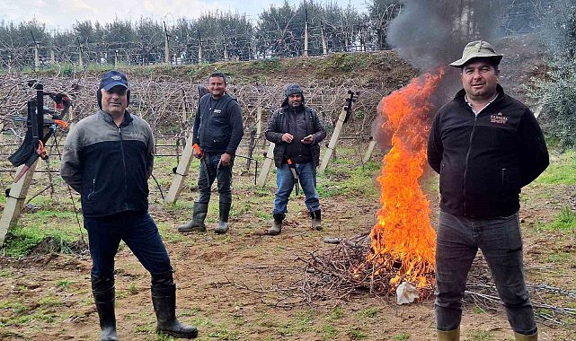 Üzüm bağlarında zorlu budak mesaisi