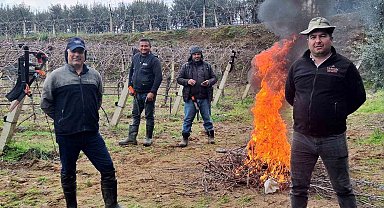 Üzüm bağlarında zorlu budak mesaisi