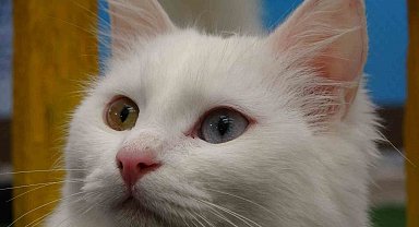 Van kedileri yılda üç kez kızgınlık dönemine giriyor