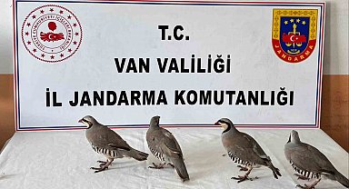 Van'da 4 keklik ele geçirildi