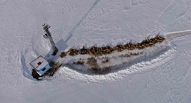 Van'da besicilerin karda zorlu mesaisi sürüyor
