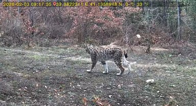 Vaşak ve karaca yavrusu fotokapanla görüntülendi