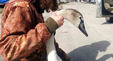 Vatandaşların bulduğu yaralı kuğu tedavi altına alındı
