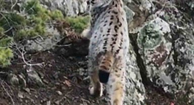 Yaban hayatında nadir görüntü: Artvin'de dağların zirvesinde gebe vaşak kamerada