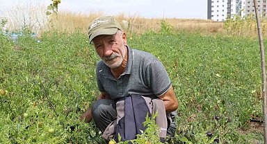 Yakalandığı hastalık, ata tohum mücadelesine engel olmadı