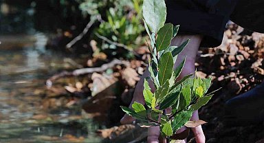 Yamanlar'da yanan ormanlar yeniden yeşeriyor
