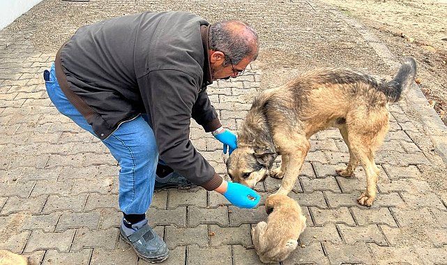 Yemek artıkları mamaya dönüşüyor