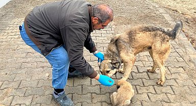 Yemek artıkları mamaya dönüşüyor
