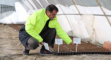 Yerel tohum toprakla buluştu, 300 bin fide çiftçilere ücretsiz dağıtılacak