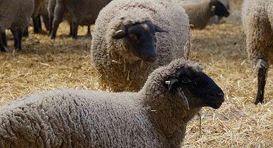 Yılların Merinos Koyunu'na yeni etçil rakip geldi: Bandırma Koyunu