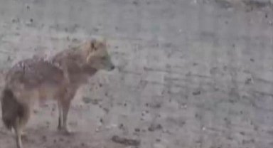Yiyecek arayan kurt yerleşim yerine indi