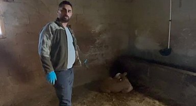 Yozgat'ta ahırlara yıldırım düştü, hayvanlar telef oldu