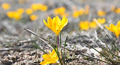 Yozgat'ta bu yıl çiğdemler baharı erkenden müjdeledi