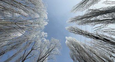 Yüksekova'da sisle birleşen kırağı ağaçları sanat eserine dönüştürdü