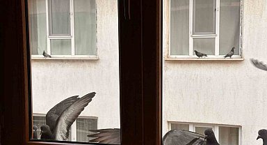 Yürekleri ısıtan davranış: Minik öğrenciden kuşlara ekmek