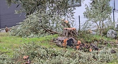 Zeytin ağaçlarını kesen ve görevinden istifa eden CHP'li başkana 36 bin 762 lira para cezası