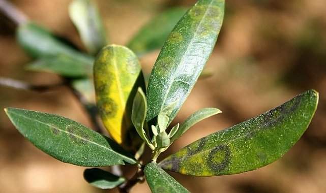 Zeytinde halkalı leke hastalığı ile mücadele çağrısı