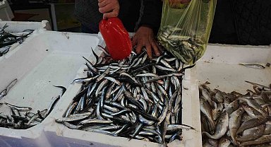 Zonguldak'ta limandan 500 ton hamsi çıktı