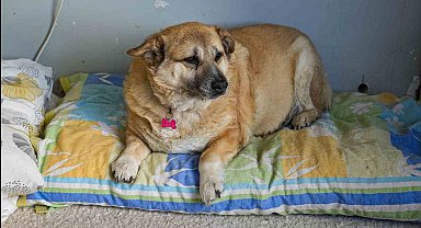 13 yaşındaki obez köpek 'Kız', yürüyüş yaparak zayıflıyor