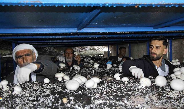 2 bin yıllık tarihi mağarada mantar üretim tesisi kurdu