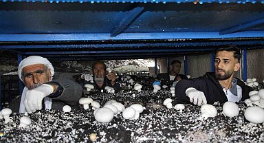 2 bin yıllık tarihi mağarada mantar üretim tesisi kurdu