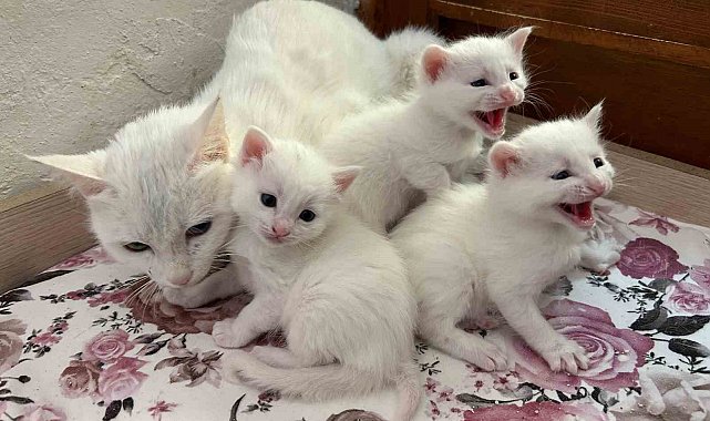 2026 yılının ilk Van kedisi yavruları doğdu