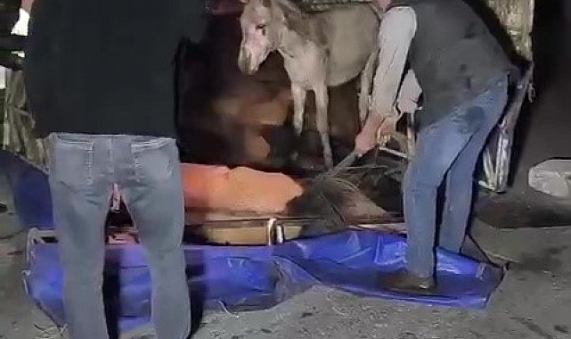 Adana'da kasası eşek dolu kamyonet yola devrildi